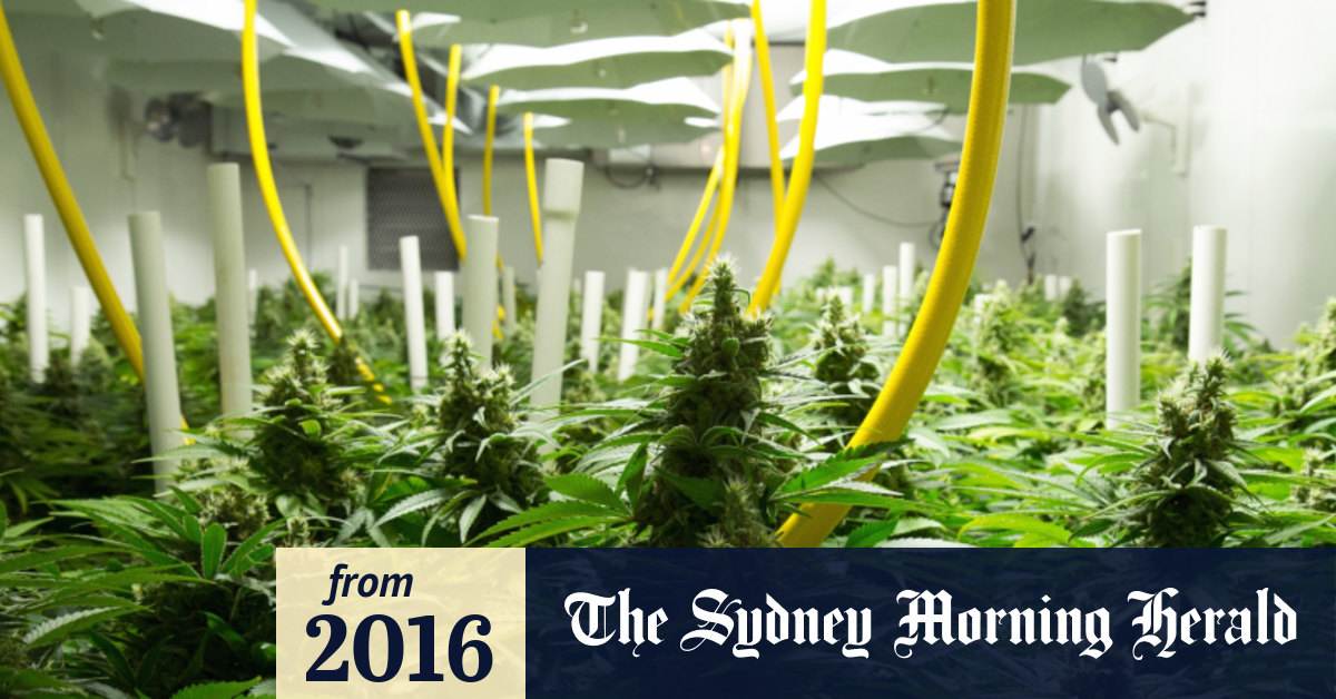 NSW secures medical marijuana licence in Australian first